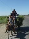 uzbek farmers