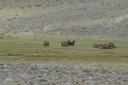 wild camels at afghan pamir banks