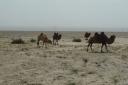 camels watching each other