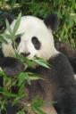 chengdu - giant panda