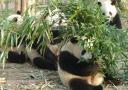 chengdu - young giant pandas