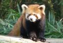 chengdu - red panda