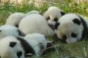chengdu - panda cubs