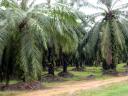 palm oil plantation, malaysia
