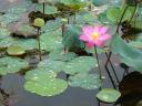 lotus flower - botanic garden malaysia